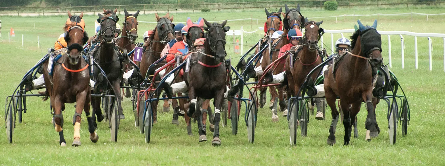 Chevaux en course de trot attelé